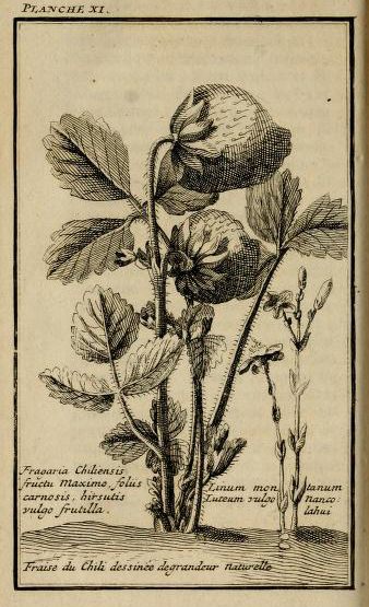 <em>Fragaria chiloensis</em>, illustrated in Frézier's 1717 text <em> Relation du voyage de la mer du Sud aux côtes du Chili et du Pérou fait pendant les années 1712, 1713, et 1714</em>
