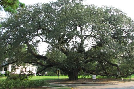 The Big Oak