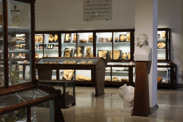 The Museum of Pathological Anatomy of the University of Florence
