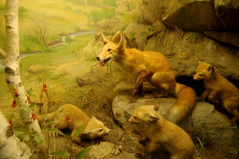 Bell Museum of Natural History 