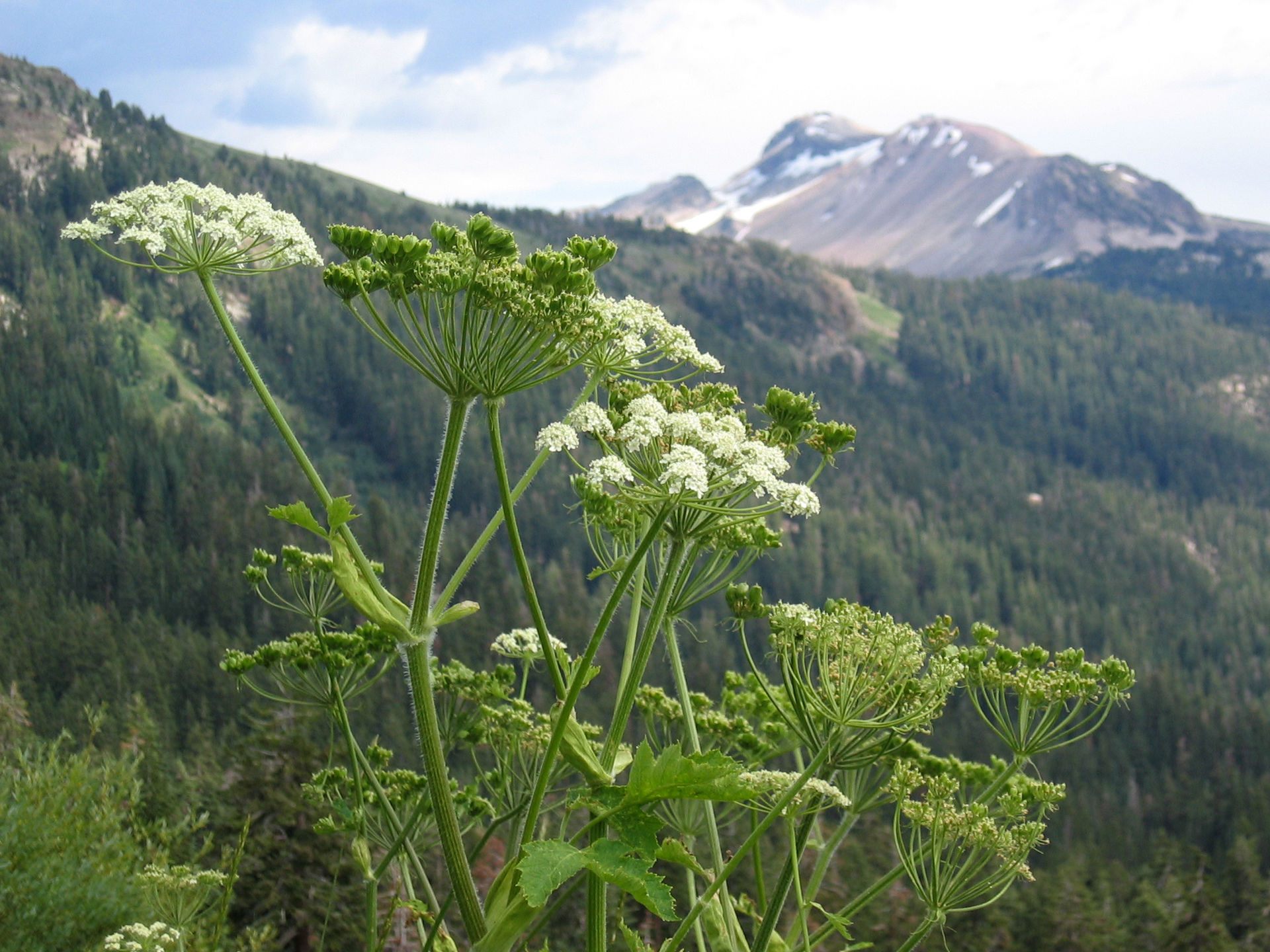 Cow parsnip is shorter, fuzzier, and slightly less mean than giant hogweed.