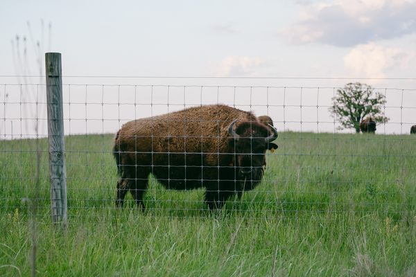 The magnificent bison in the park. 