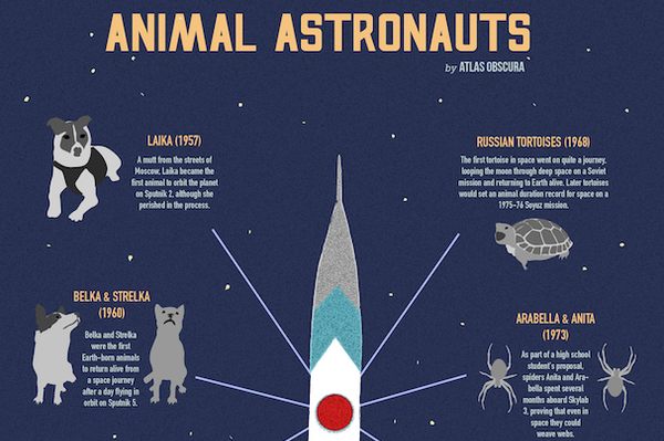 A Graphic Guide to Space Animals - Atlas Obscura