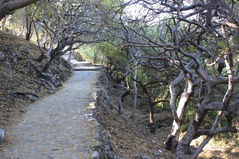 Gnarly trees line the walk up to Xochicalco