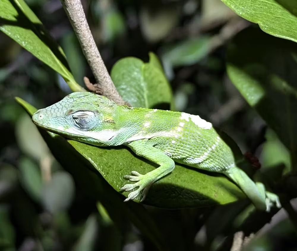 Should a snake climb along a branch where a baby anole sleeps, the lizard will wake up and drop to the ground to escape.