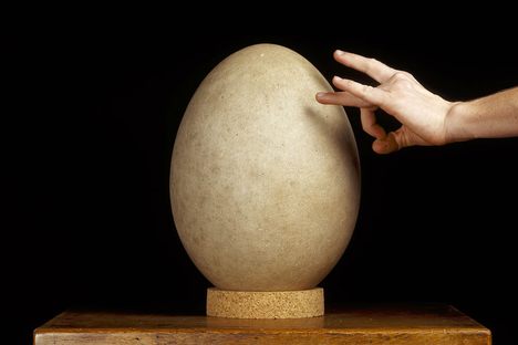There is a life-size model of this egg in the Birds of the World Natural History exhibition.