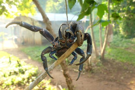 Meet crabs that can span up to three feet long.