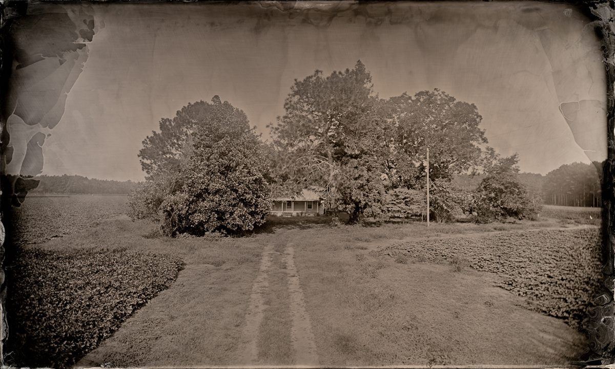 View from the hanging tree, 2018.