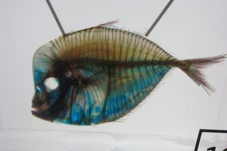 Diaphonized fish at the California Academy of Sciences