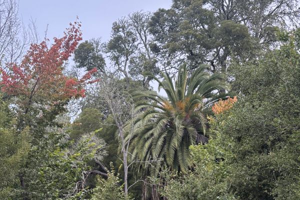 Palm trees along the loop trail
