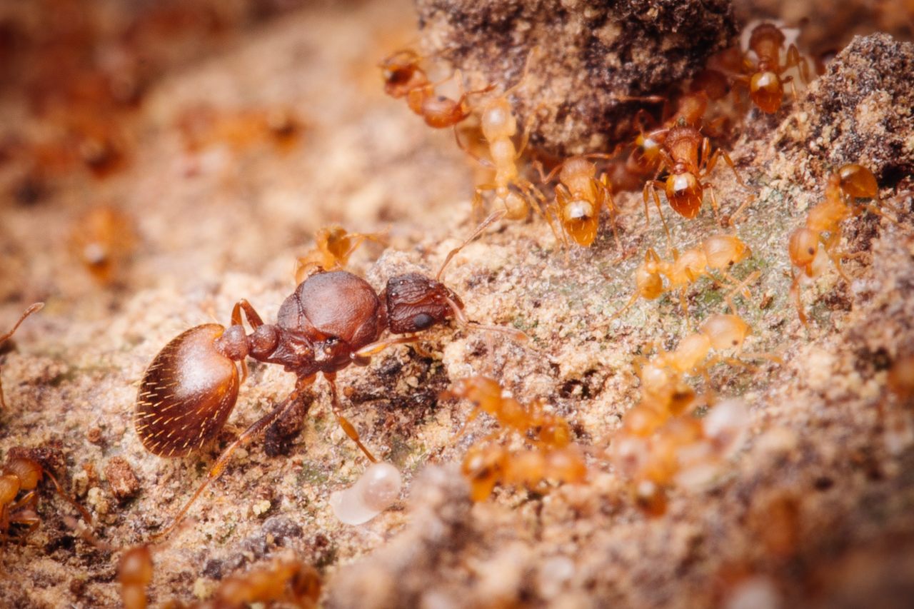 A little fire ant queen is several times larger than her female workers, each the size of a sesame seed, surrounding her in the nest. The aggressive, stinging insects are an invasive species on Hawaiʻi and elsewhere.