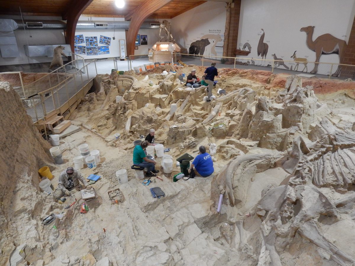Mammoths being excavated at the Mammoth Site in Hot Springs, South Dakota.