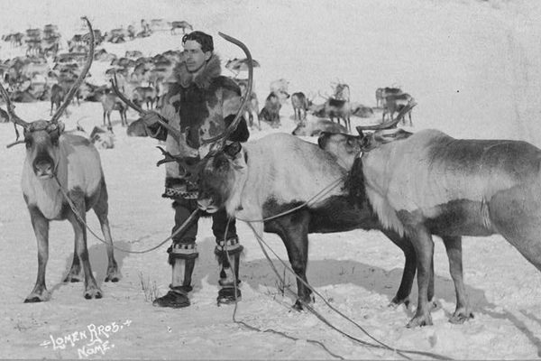 One of the Lomen brothers, standing amongst the family reindeer.