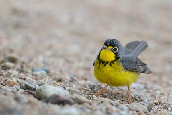 A Canada warbler. Davies and his group saw about 14,000 of these, roughly 2 percent of their overall tally.