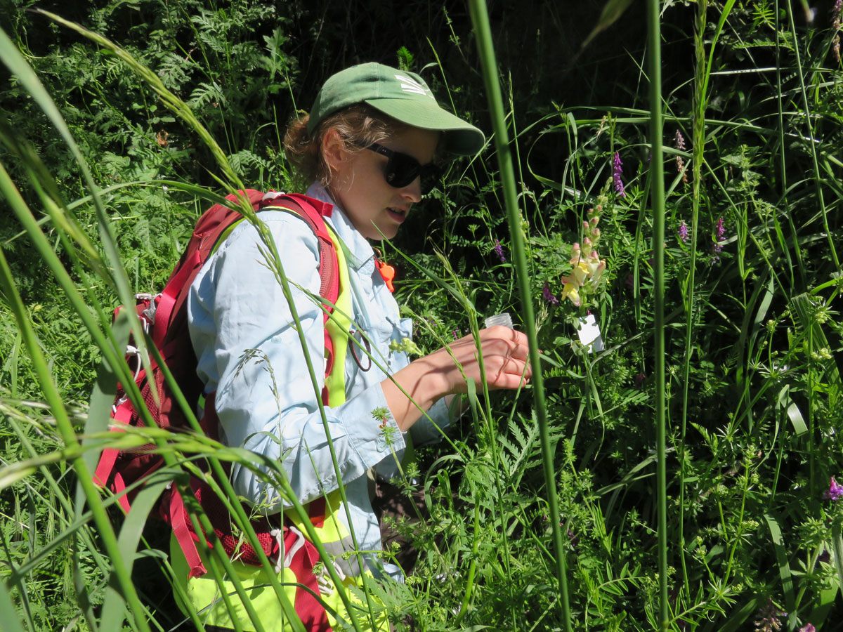 Patient researchers examining snapdragons. 