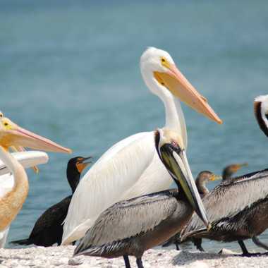 A white pelican with a bump on its bill is pictured here standing next to the brown pelican, a state symbol, which are often only a third the size of white pelicans.