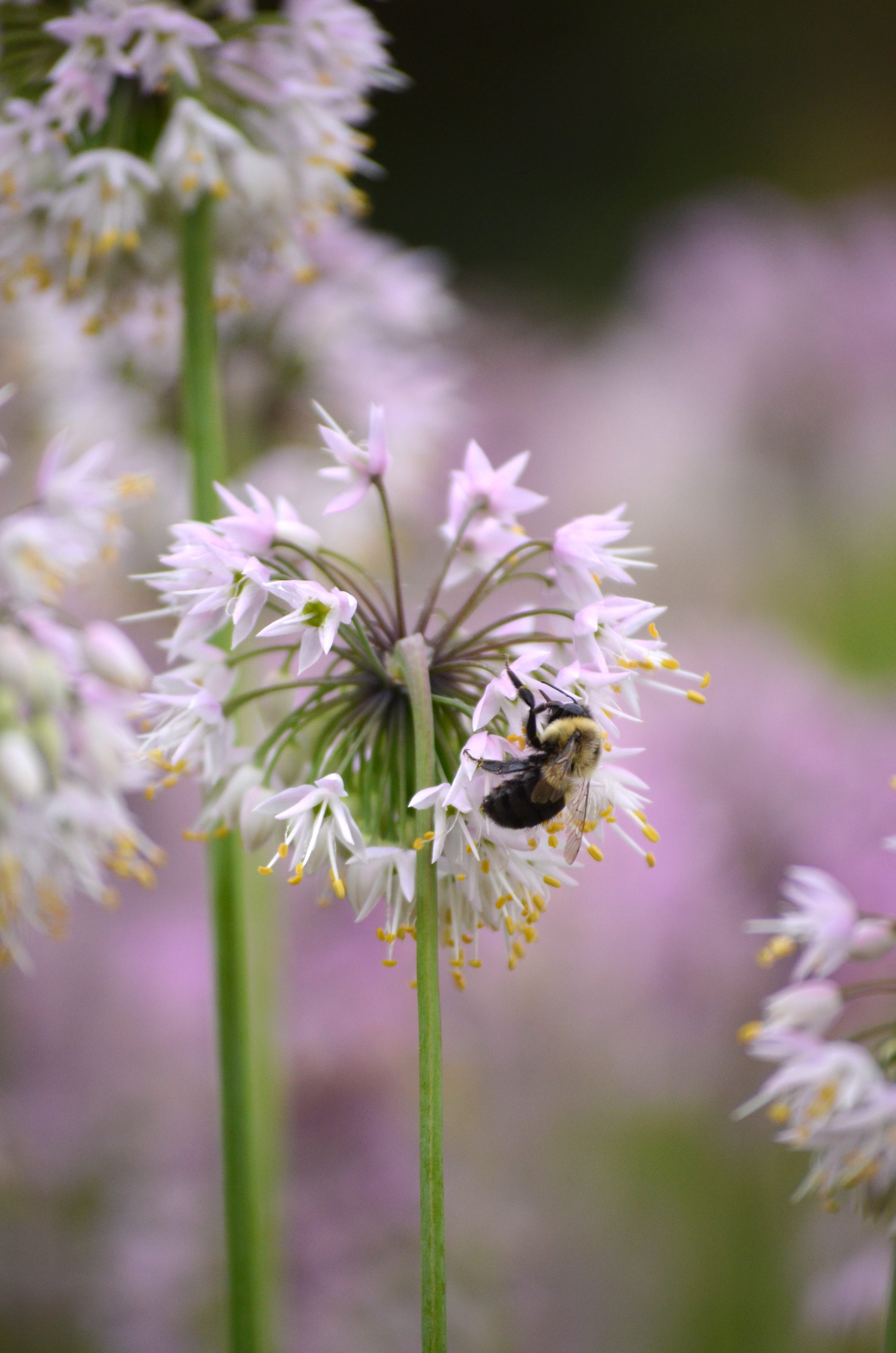 Nodding onions are an edible native alium.