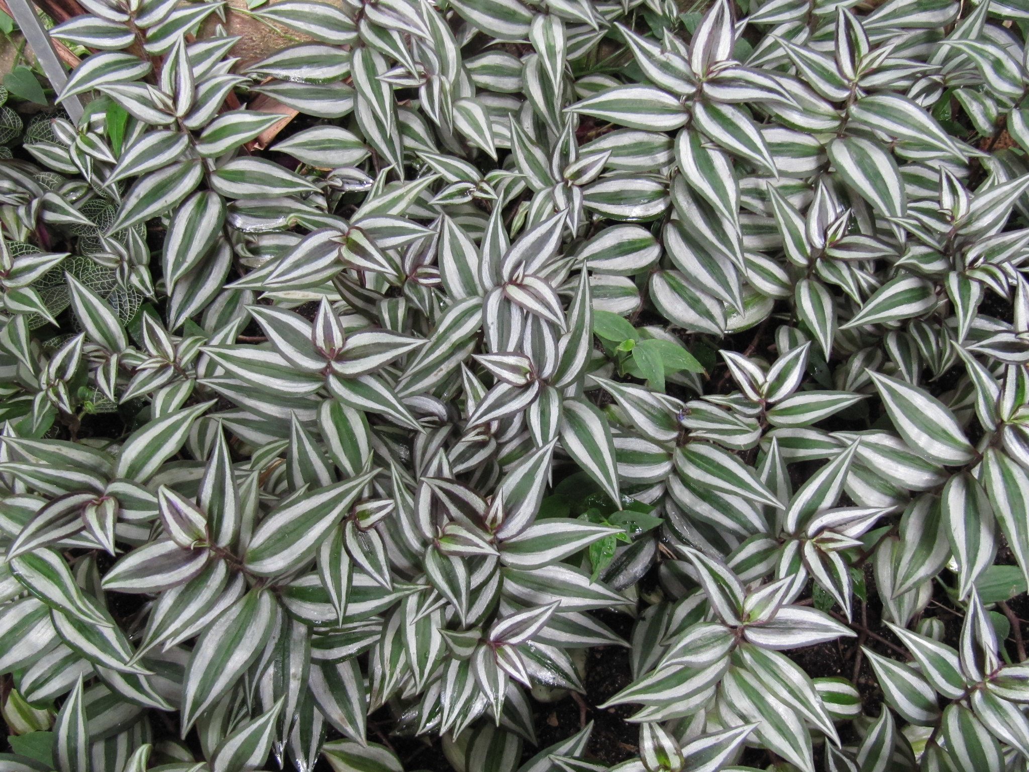The leaves of the unfortunately named wandering jew.