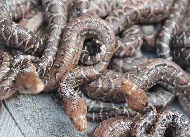 5 Terrifying Stories of Snakes Showing Up in People's Toilets​