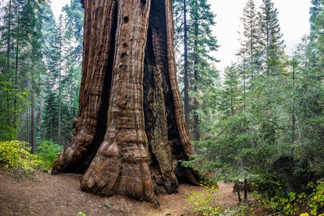A conservation group is trying to buy a huge swath of giant sequoias.