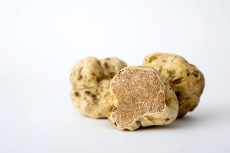 White truffles can be found in the Piedmont region of Italy.