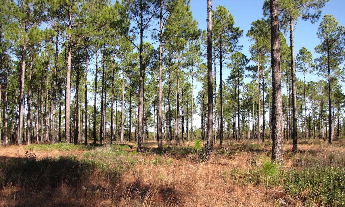 Longleaf pine savanna at the Green Swamp Preserve in North Carolina.