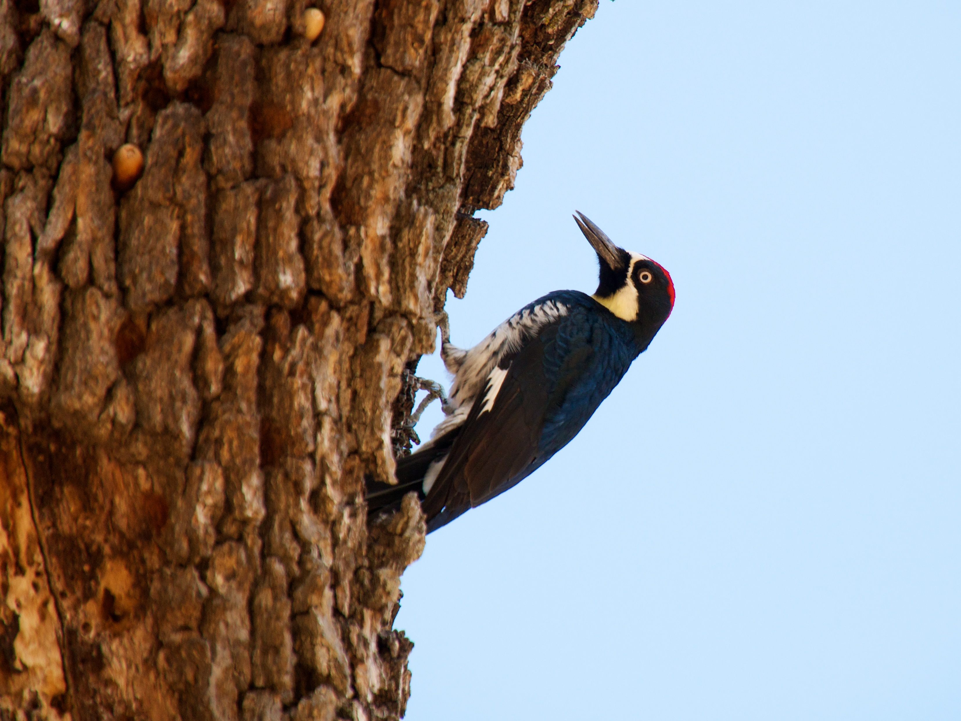 acorn woodpecker feet