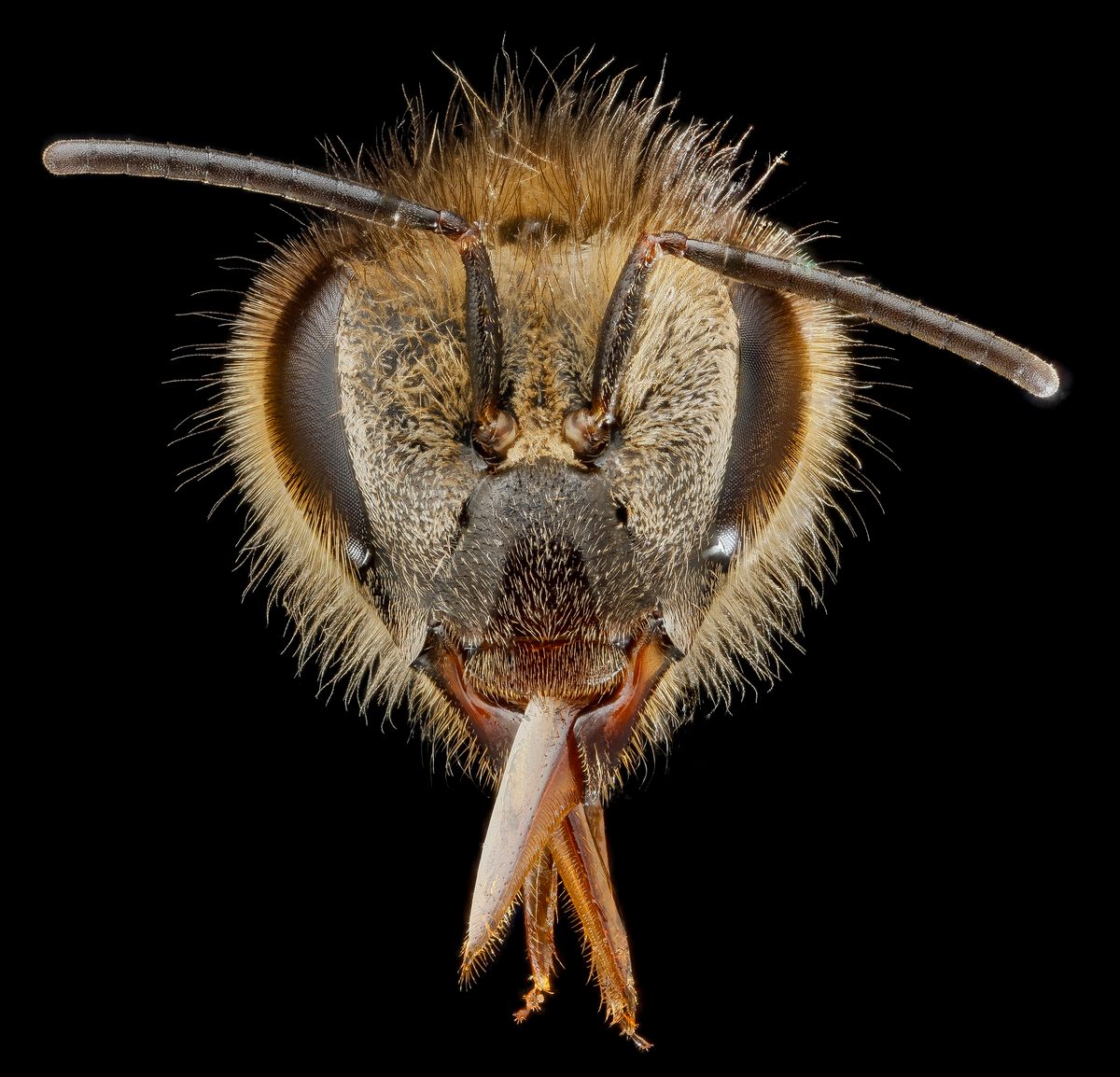 What Is It Like to Be a Bee? - Atlas Obscura