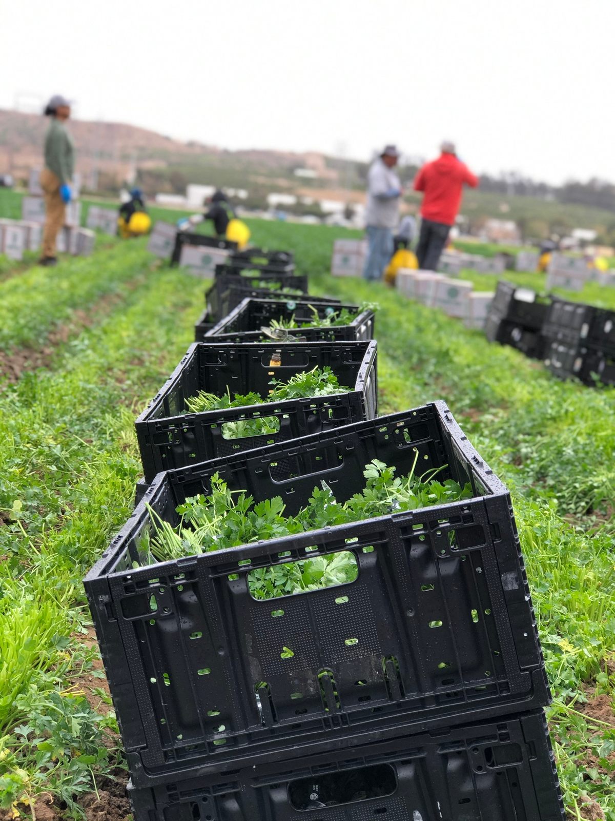 Bins of parsley line the fields, possibly en route to your Thanksgiving table.