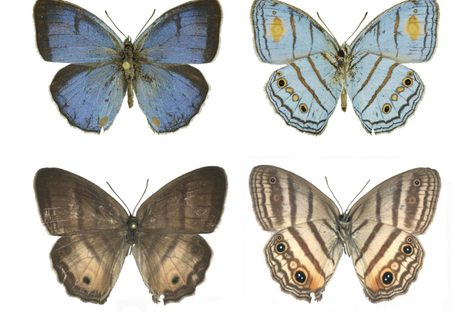 Male (top) and female (bottom) sunburst cerulean-satyr butterflies are finally considered one species.