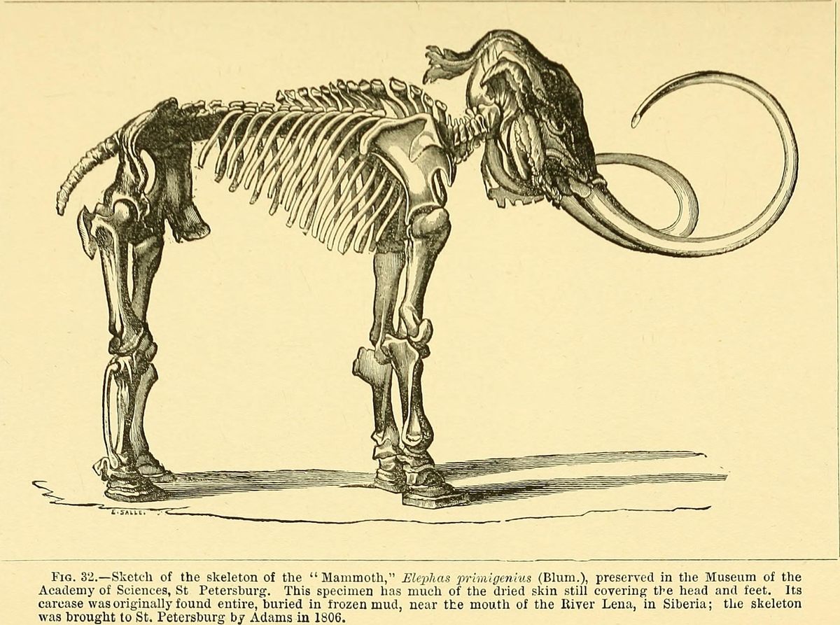 A depiction of Wilhelm Gottlieb Tilesius's reassembly of the skeleton, which misses the mammoth's hump and mounts the tusks on the wrong side.