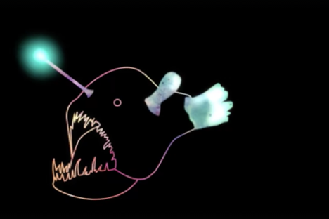 How Female Anglerfish Got Their Glow