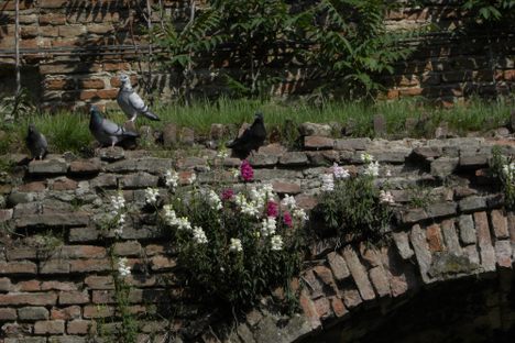 Snapdragons (Anthirrinum majus) grow from Bologna's ancient fortifications.