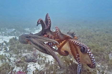 Two octopuses fight at Octopolis. The one on the left is about to jet away, fleeing. 