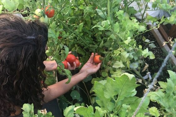 After several generations, Diez's tomatoes are thriving.