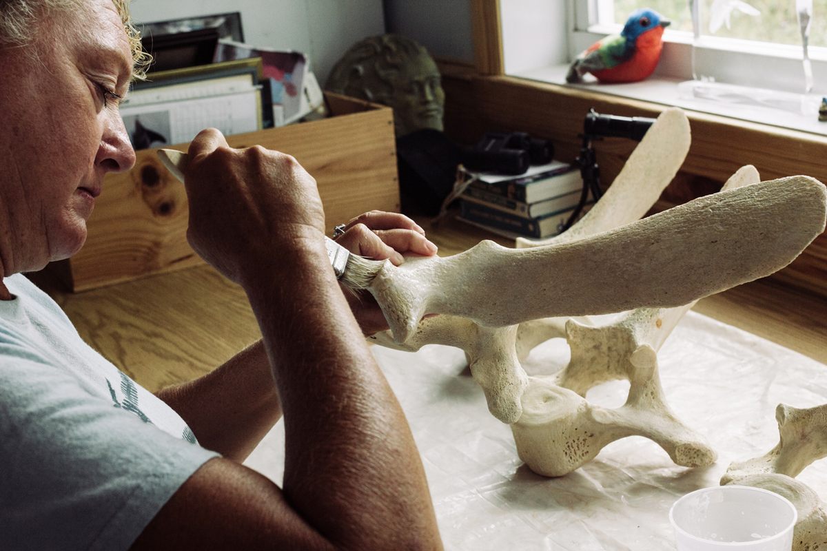 Barbie LeBrun brushes whale bones with diluted bookbinder glue.