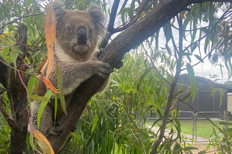 Raymond Island Koala Trail