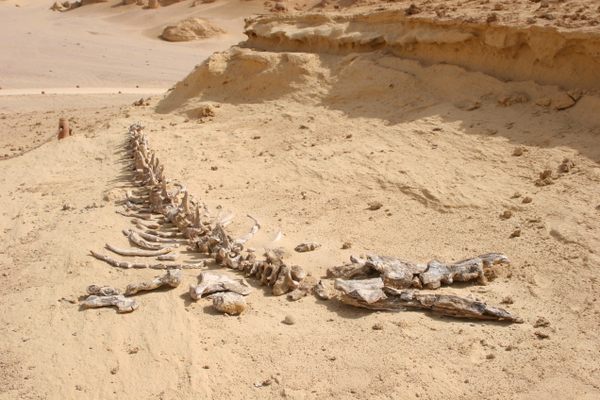 A skeleton in Wadi Al-Hatan
