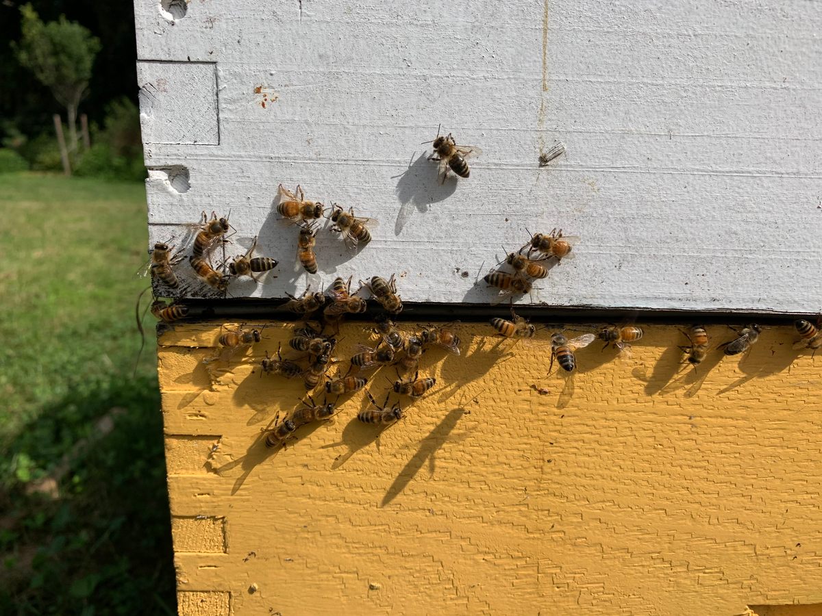 The Heritage Garden bees.