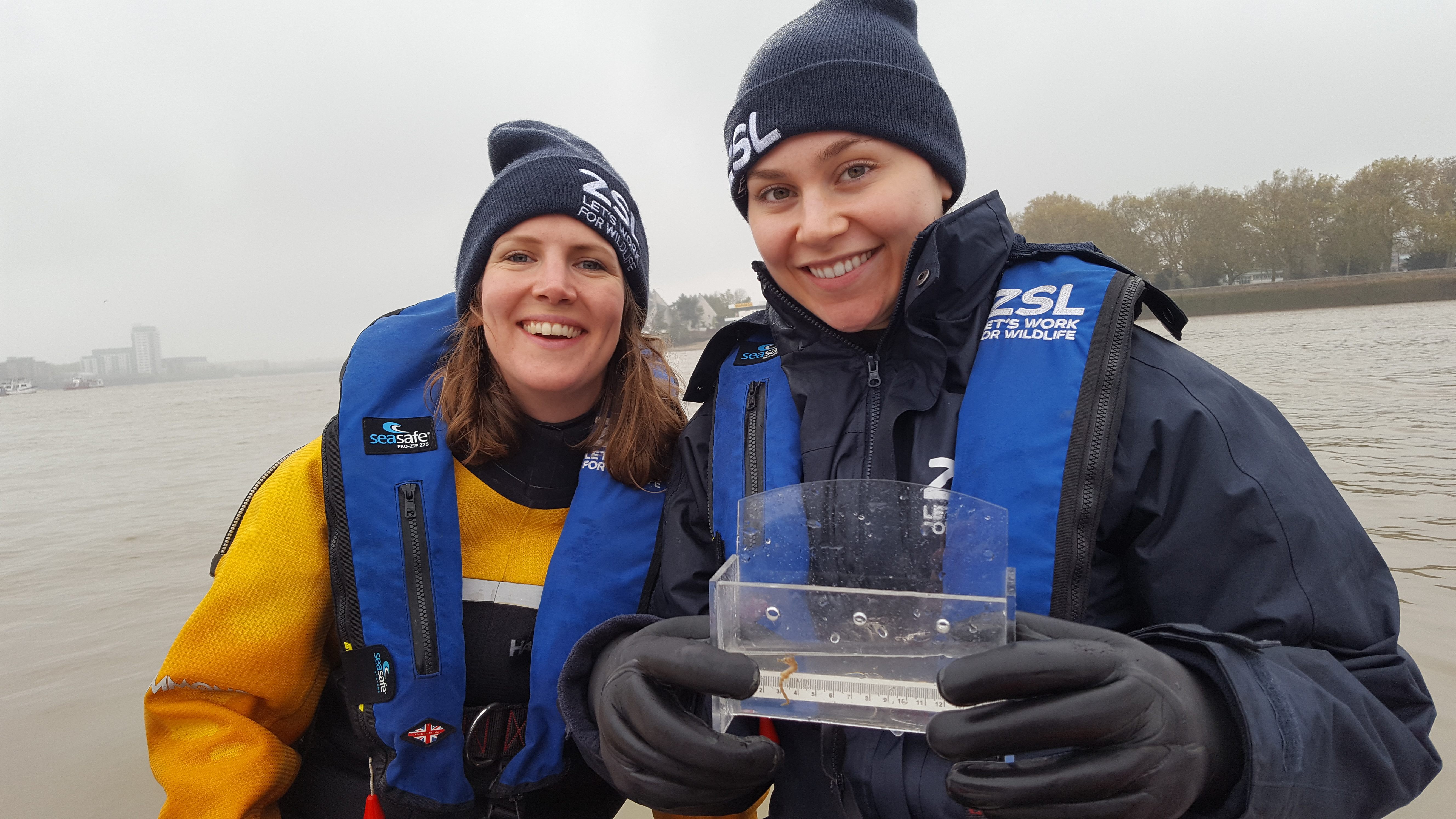 Surveyors from the Zoological Society of London recently found a short-snouted seahorse in Greenwich, in southeast London.