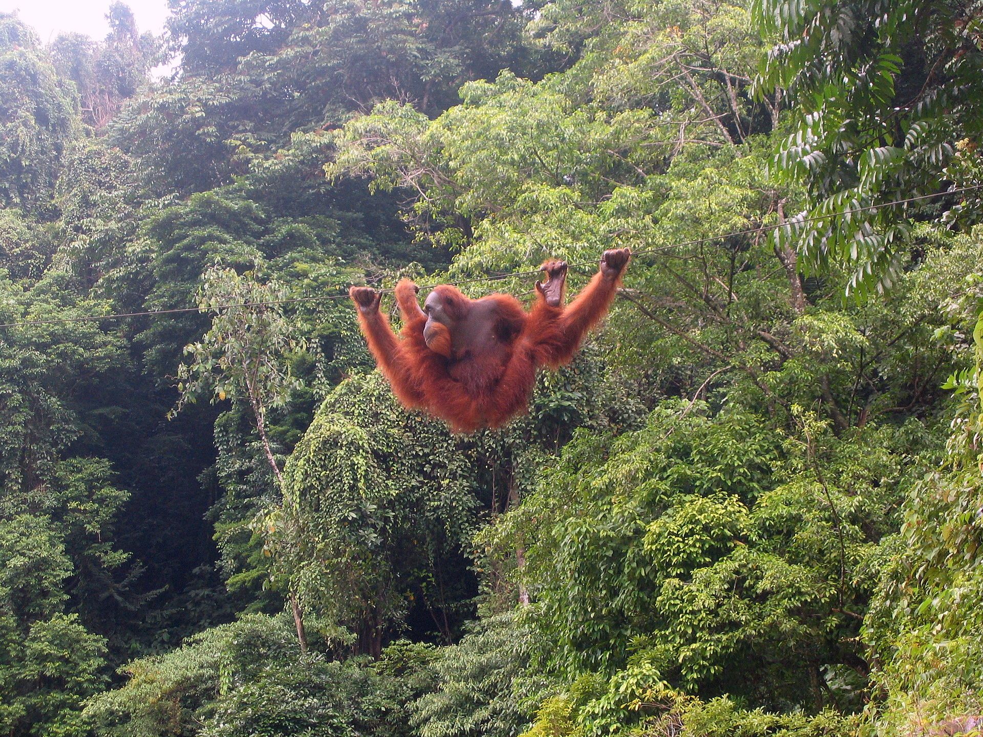 A Sumatran Orangutan shows off its heist skills in Bukit Lawang.