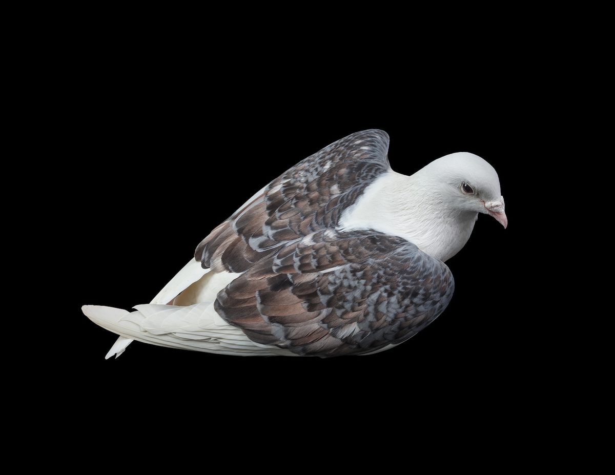 Marilyn, a saddle pigeon whose wings form a heart shape when closed.