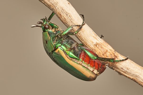 Iridescent green figeater beetles (Cotinis mutabilis) have long been used as adornments in cultures around the world.