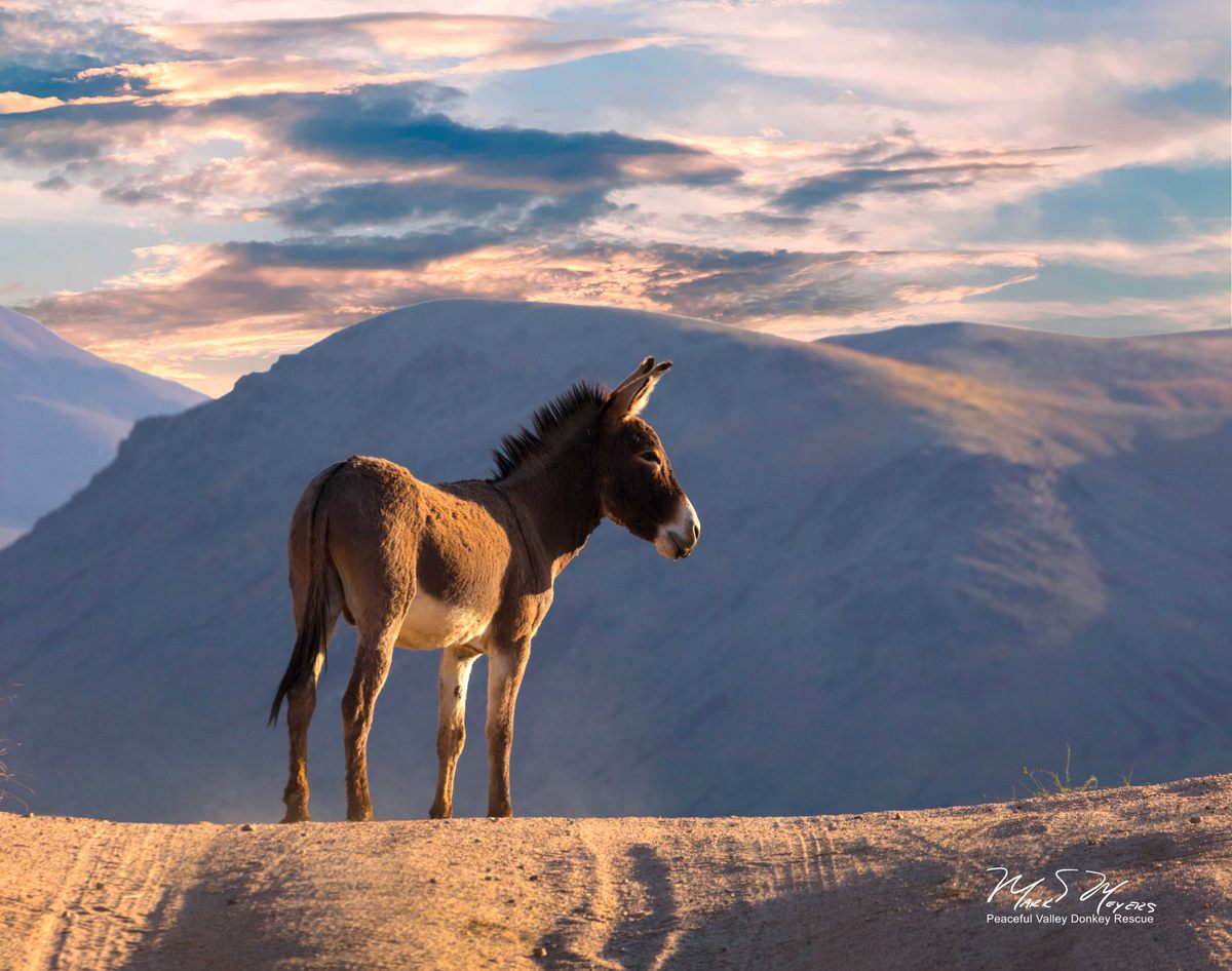 A donkey looks out across Death Valley