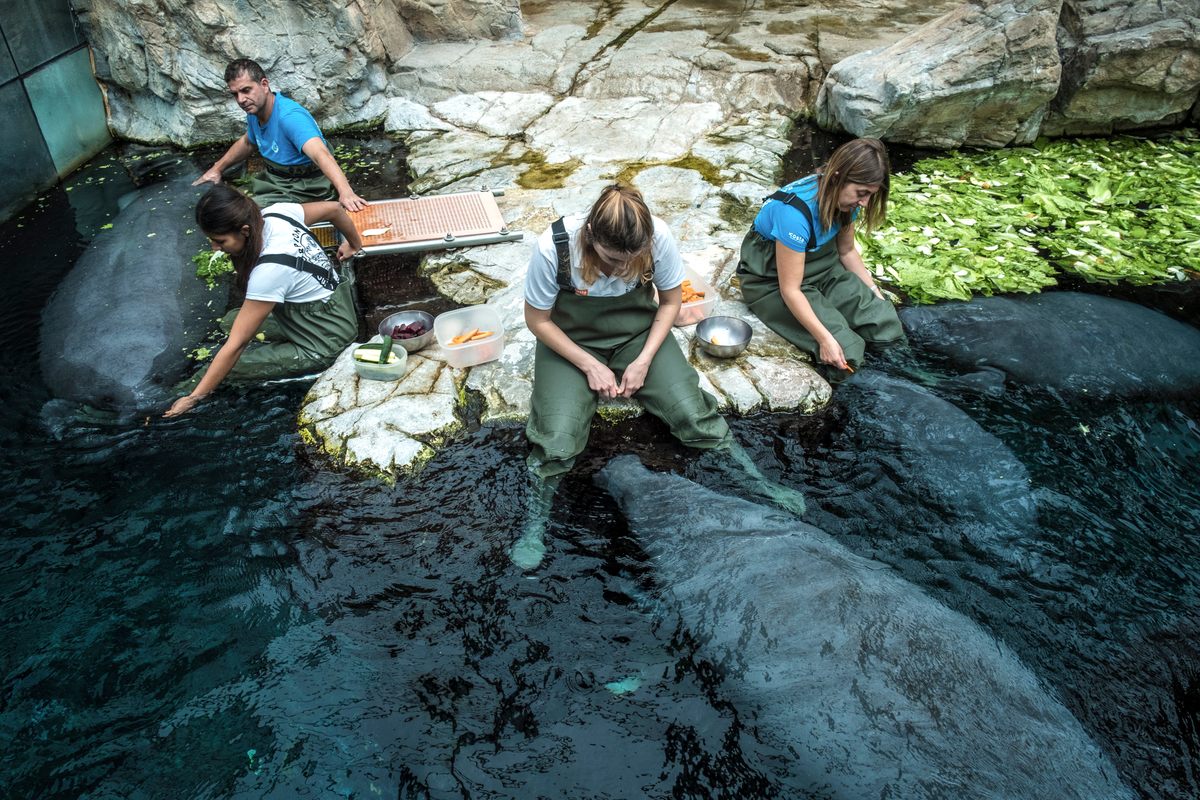 Feeding time for the manatees
, which involves locally sourced produce. One of the manatees, Tiny, is the first ever born in Italy.
