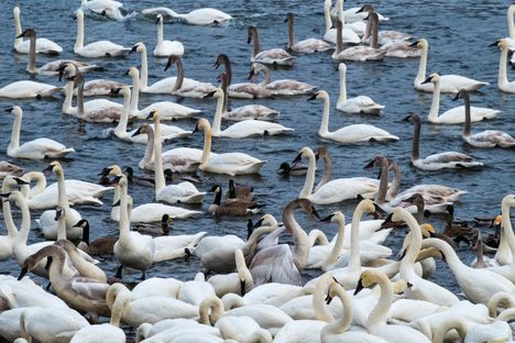 Swan Park.