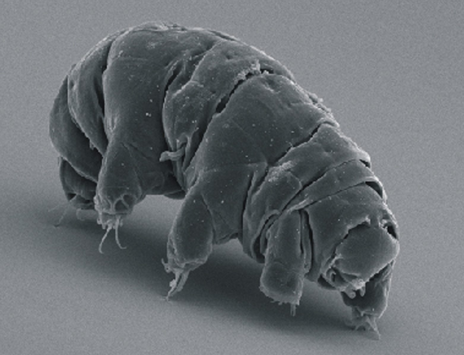 An active tardigrade, on the hunt for new records to break.