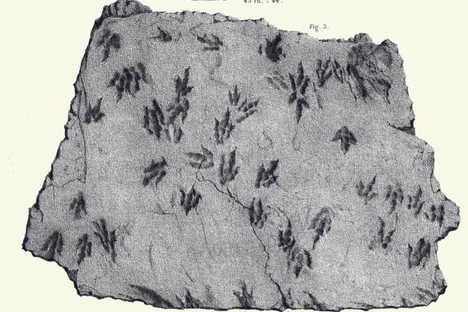 One of Edward Hitchcock's ambrotype sketches of dinosaur footprints from his 1858 book, Ichnology of New England. 