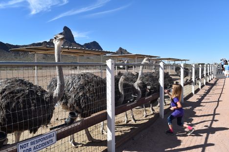 Ostrich feeding.