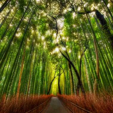 Sagano Bamboo Forest